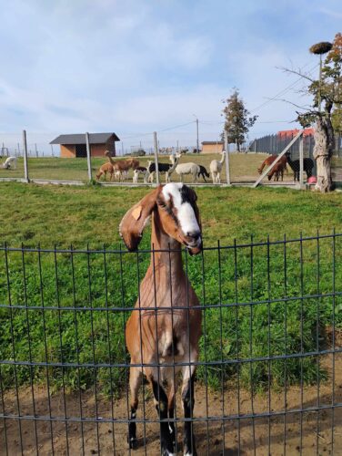 Wycieczka do mini zoo
